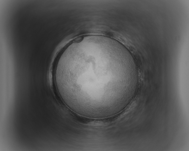 X0000100480294200806271208