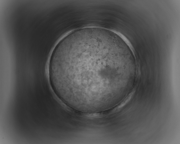 X0000100480957200806271159