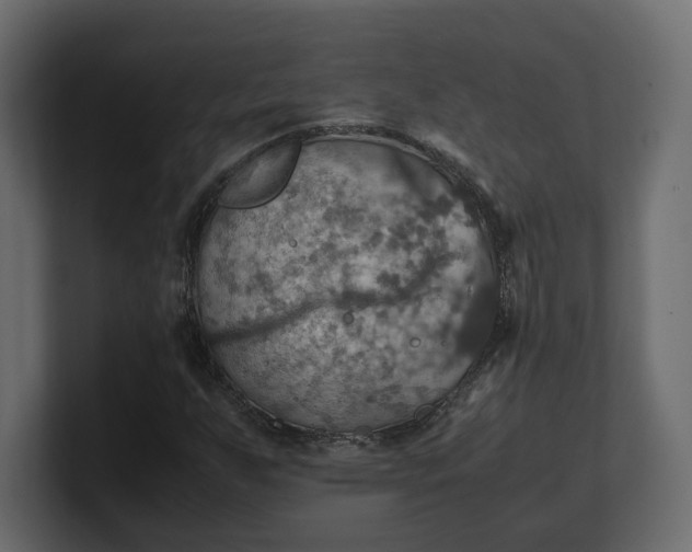 X0000100481255200806271155