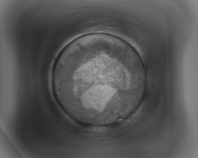 X0000100481525200806271151