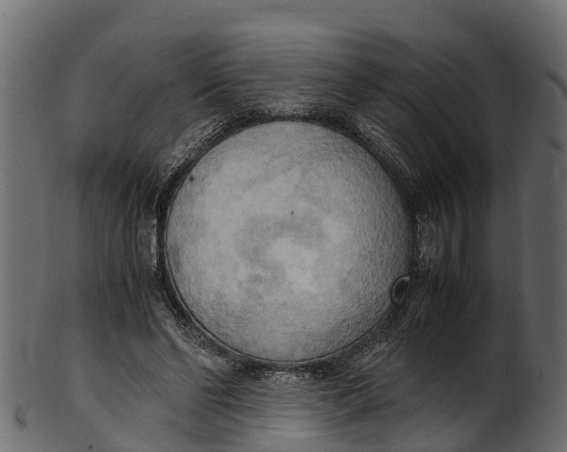 X0000100480494200807031855