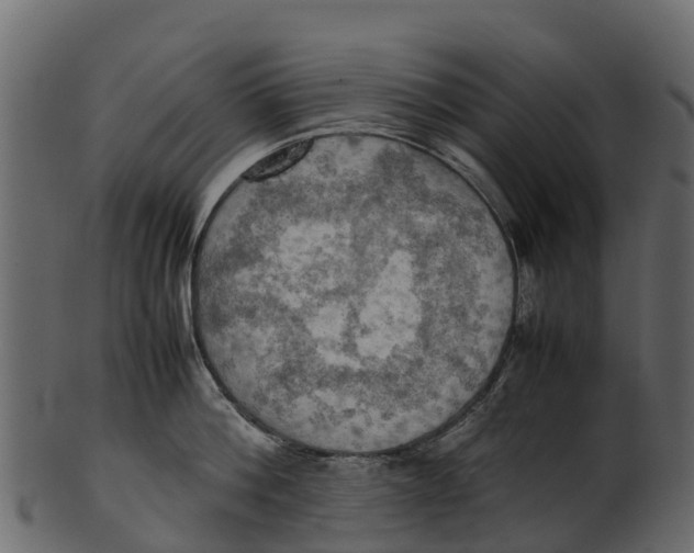 X0000100480812200807031850