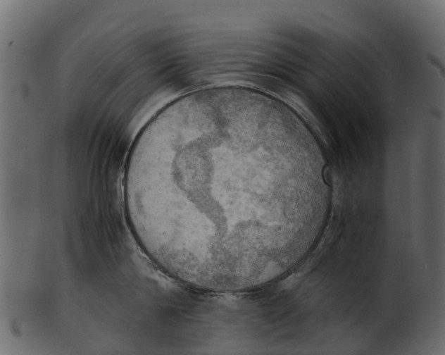 X0000100480814200807031850