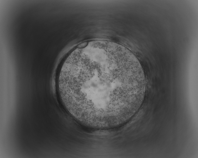 X0000100480294200807111107