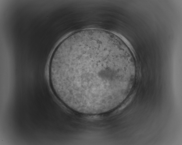 X0000100480957200807111058