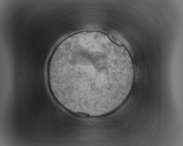 X0000100481096200807111056