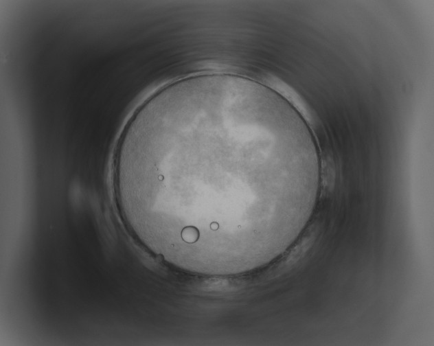 X0000100481098200807111056