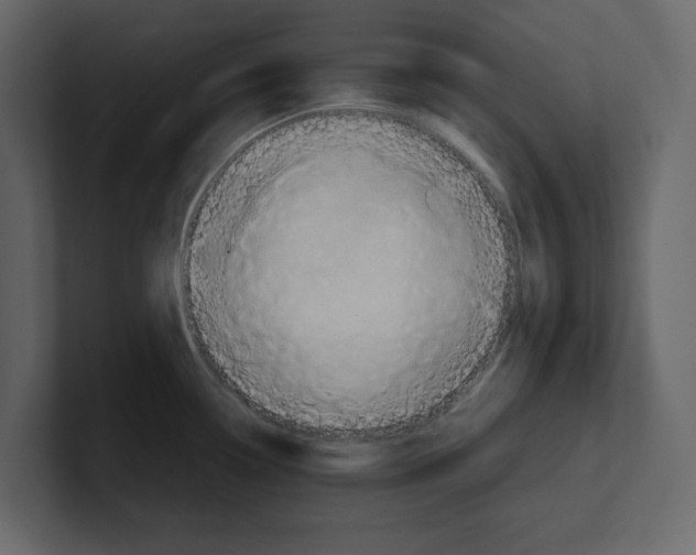 X0000100481338200807111053