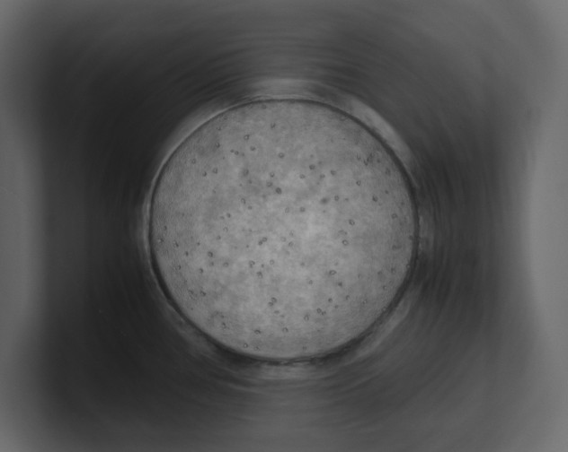 X0000100481386200807111052