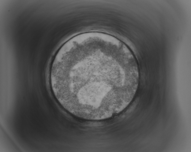 X0000100481525200807111051