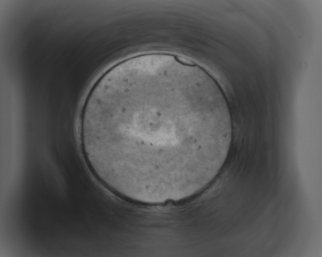 X0000100481527200807111051