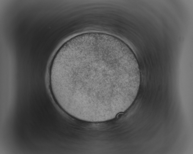 X0000100481531200807111051