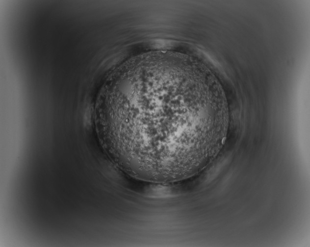 X0000100490325200806131255