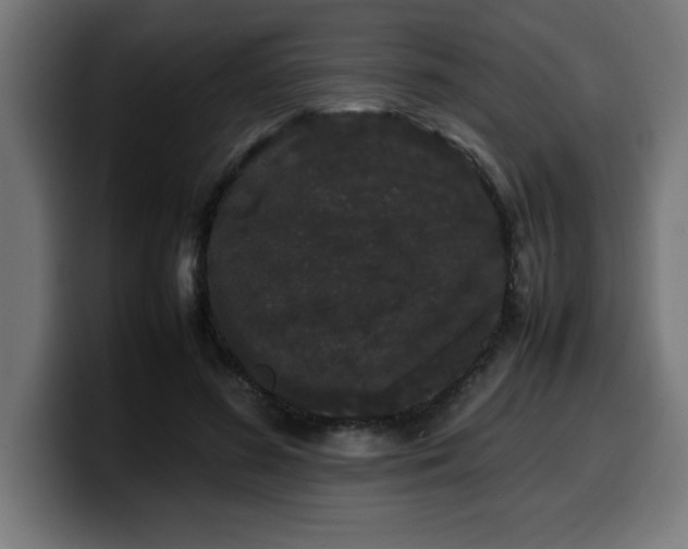 X0000100490596200806131251