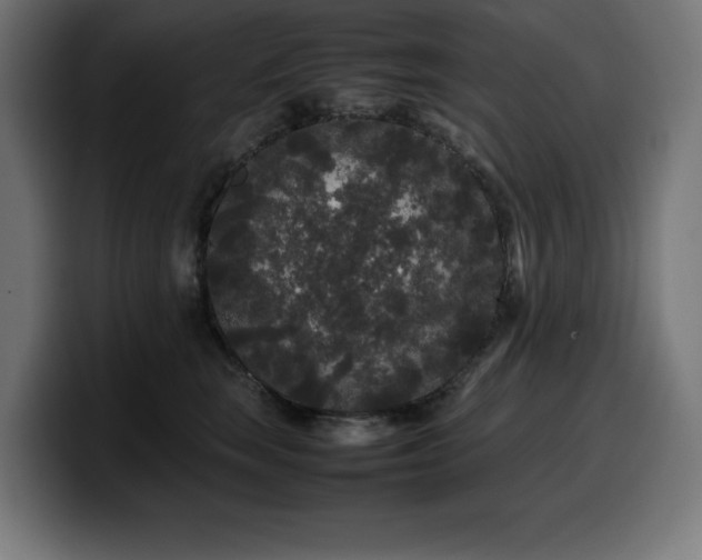 X0000100490663200806131251