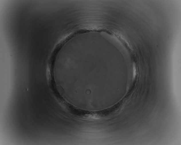 X0000100490688200806131250