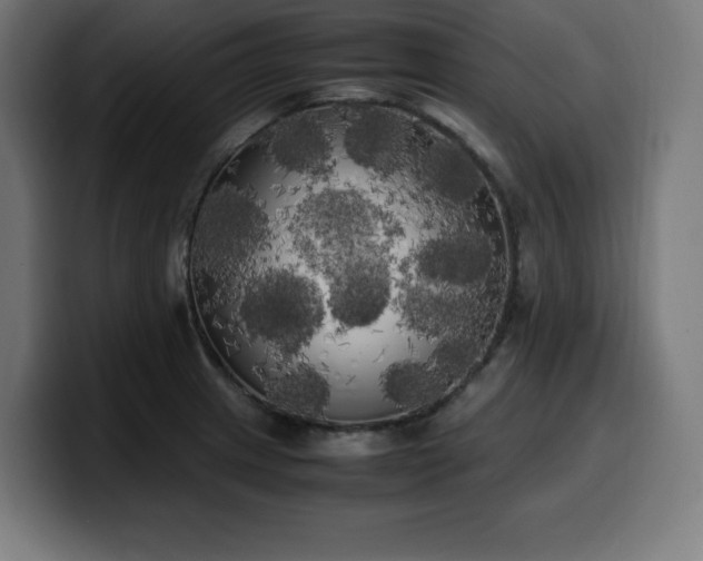 X0000100491233200806131243