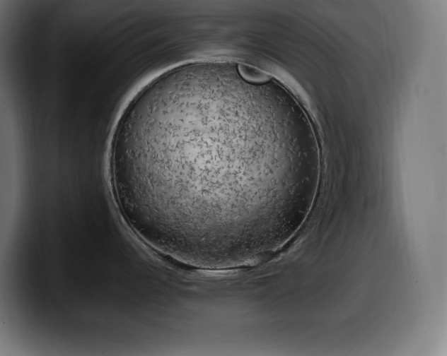 X0000100491344200806131242