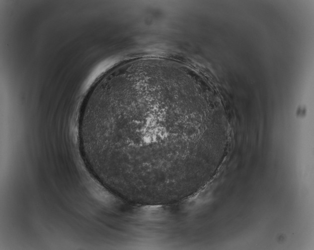 X0000100490054200806201702