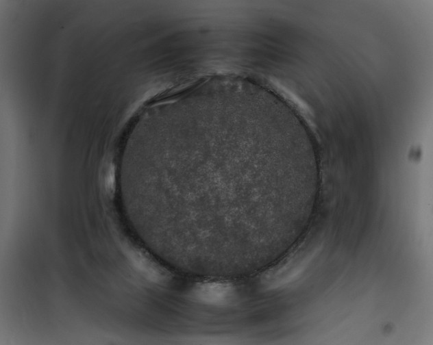 X0000100490067200806201702