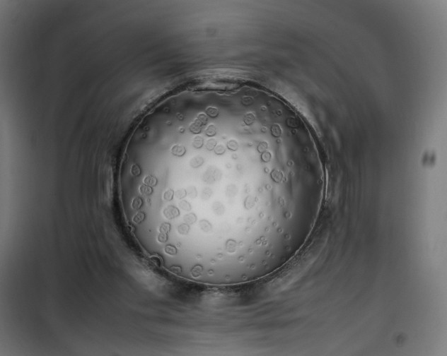 X0000100490109200806201701