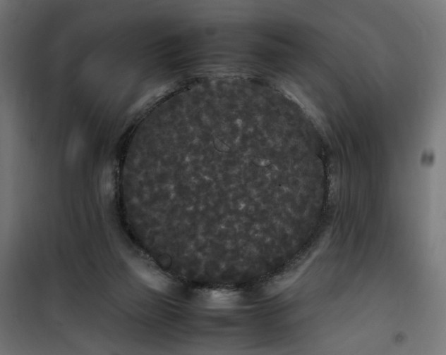 X0000100490165200806201701