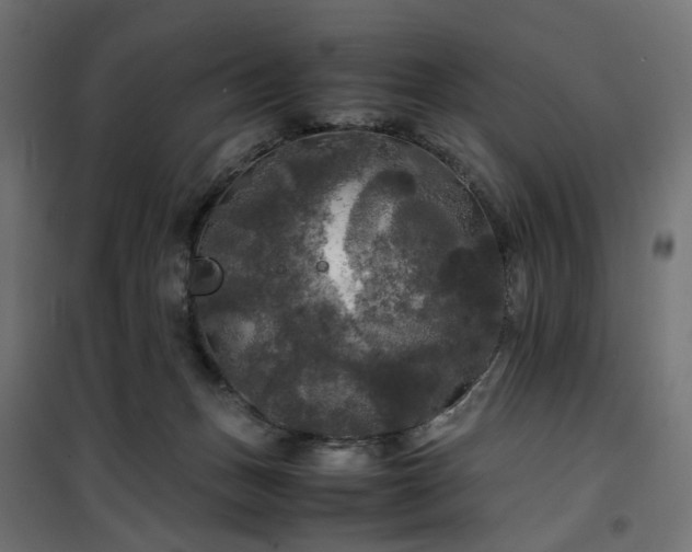 X0000100490175200806201701