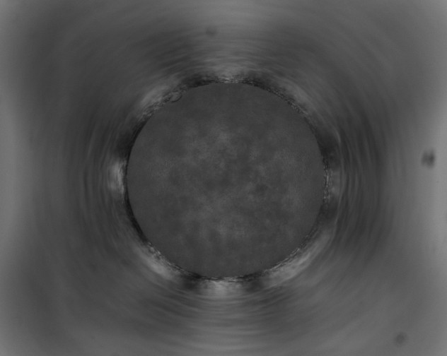 X0000100490286200806201700