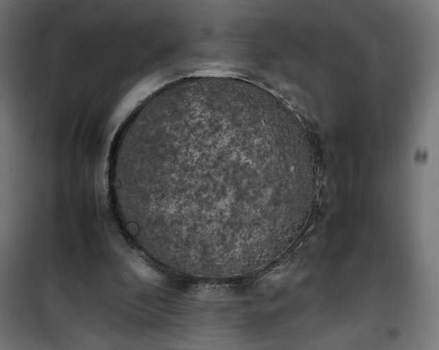 X0000100490296200806201659