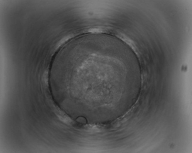 X0000100490297200806201659