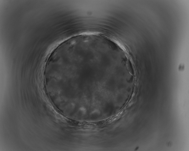 X0000100490337200806201657