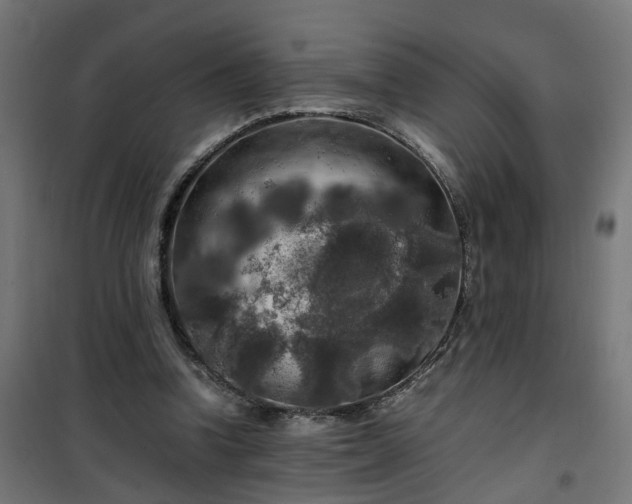 X0000100490346200806201658