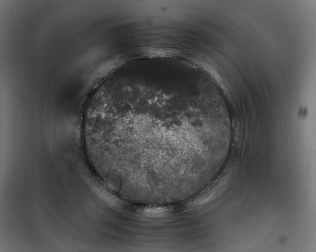 X0000100490357200806201658