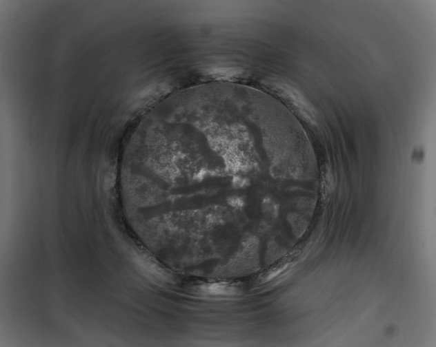 X0000100490365200806201658