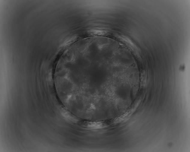 X0000100490377200806201658