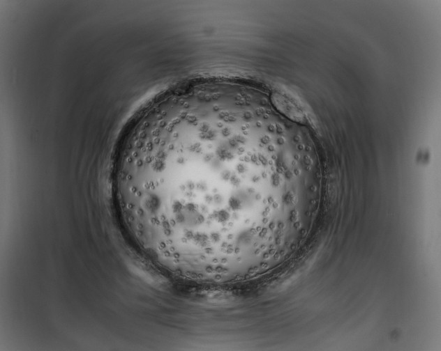 X0000100490395200806201657