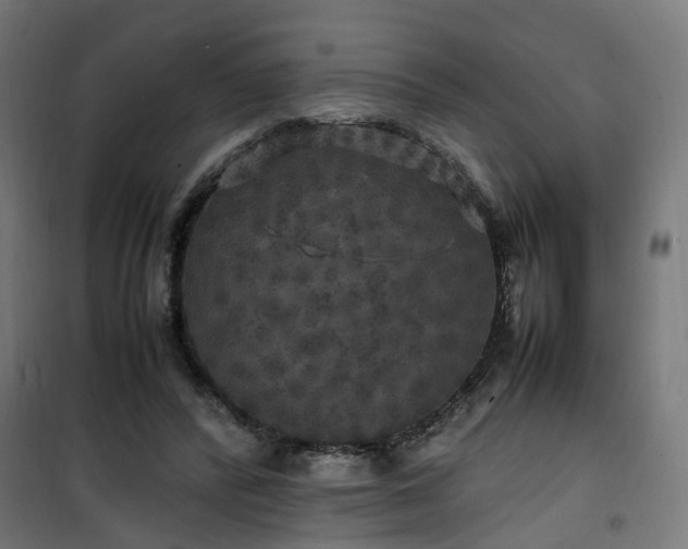 X0000100490400200806201657