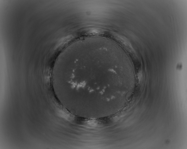 X0000100490423200806201657