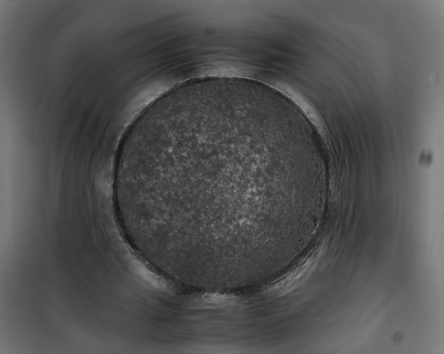 X0000100490437200806201656