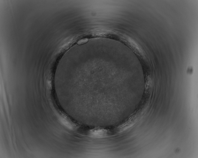 X0000100490452200806201656