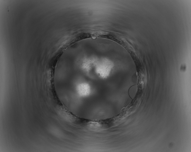 X0000100490519200806201655