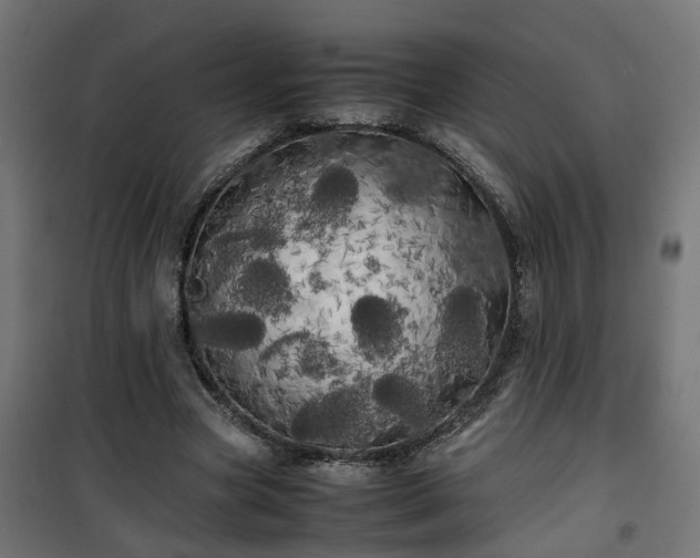 X0000100490537200806201655