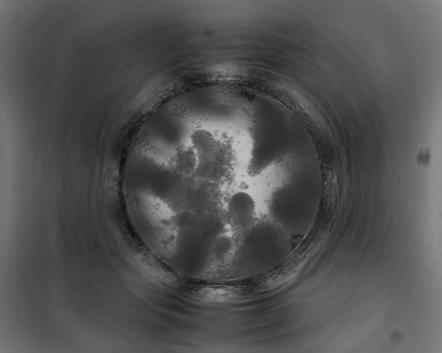 X0000100490557200806201655