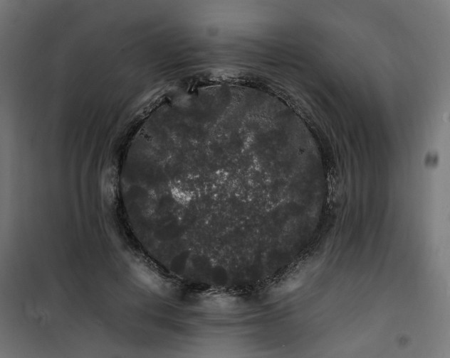 X0000100490648200806201653