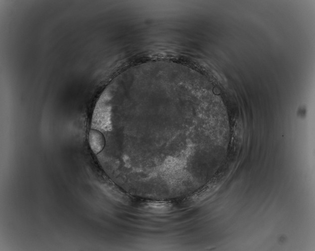 X0000100490659200806201654