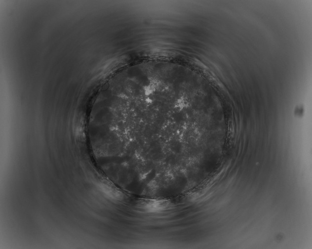 X0000100490663200806201654
