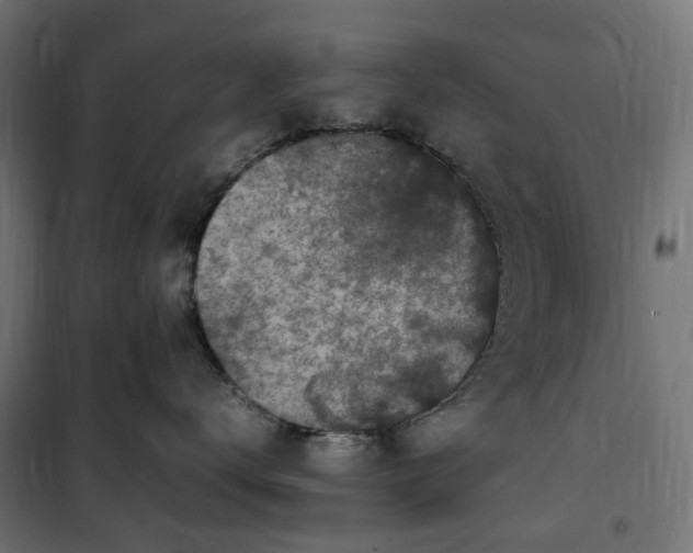 X0000100490672200806201654