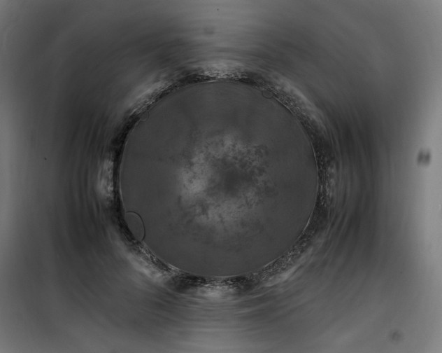 X0000100490696200806201653