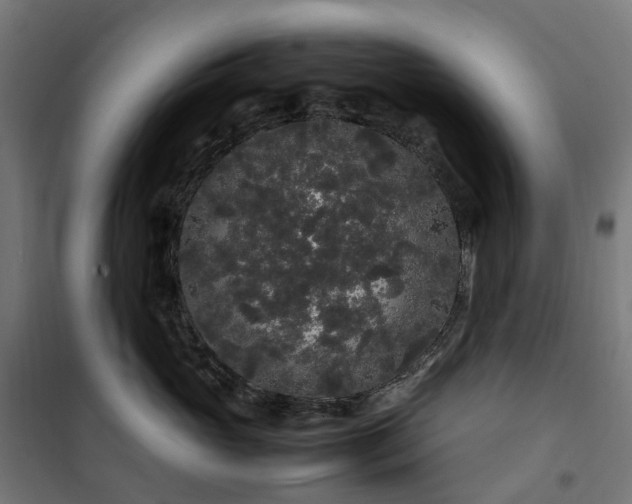 X0000100490765200806201652