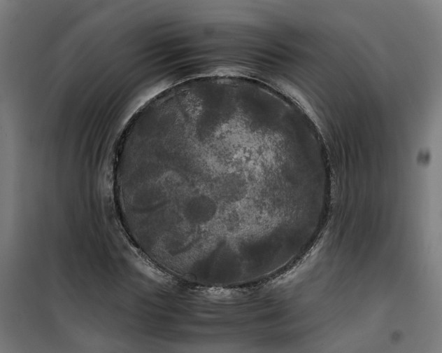 X0000100490827200806201650